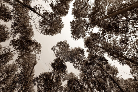 Open winner: Looking up at the tree tops, Shaun Venter